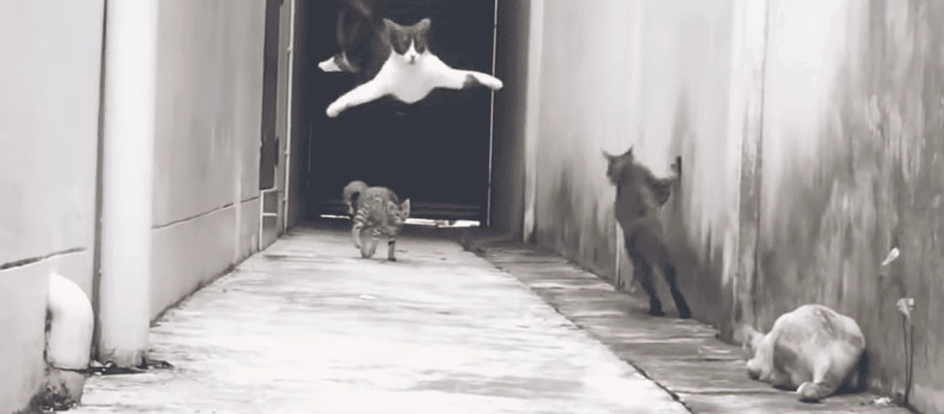 Εντυπωσιακή απόδραση γάτας -Της έστησαν ενέδρα άλλες γάτες – Δείτε πως τους ξέφυγε (βίντεο)